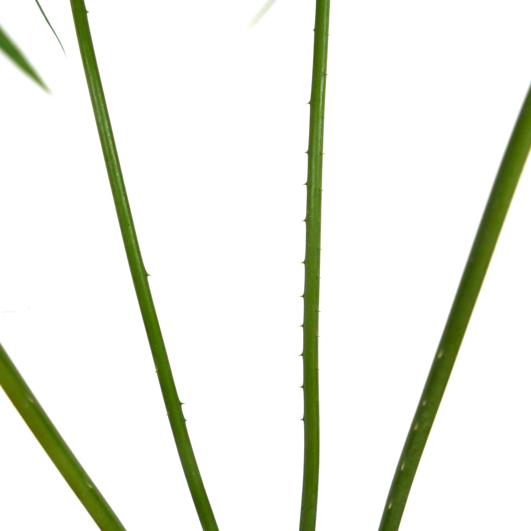 Cycas hoabinhensis caudex with textured trunk and emerging green stems in pot