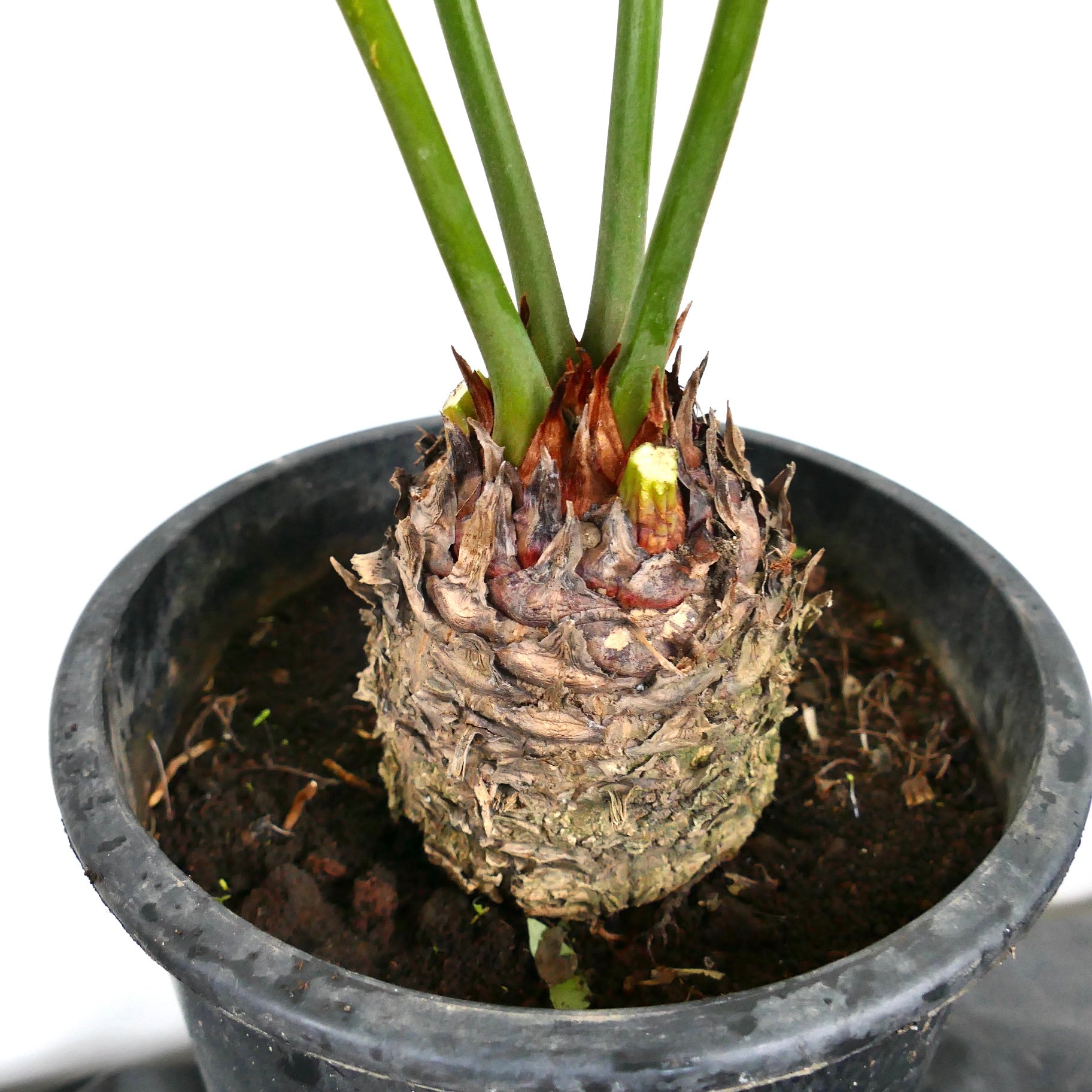 Cycas hoabinhensis caudex with thick woody trunk and fresh green stems in pot