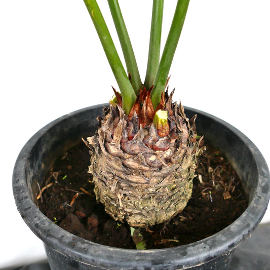 Cycas hoabinhensis caudex with thick woody trunk and fresh green stems in pot