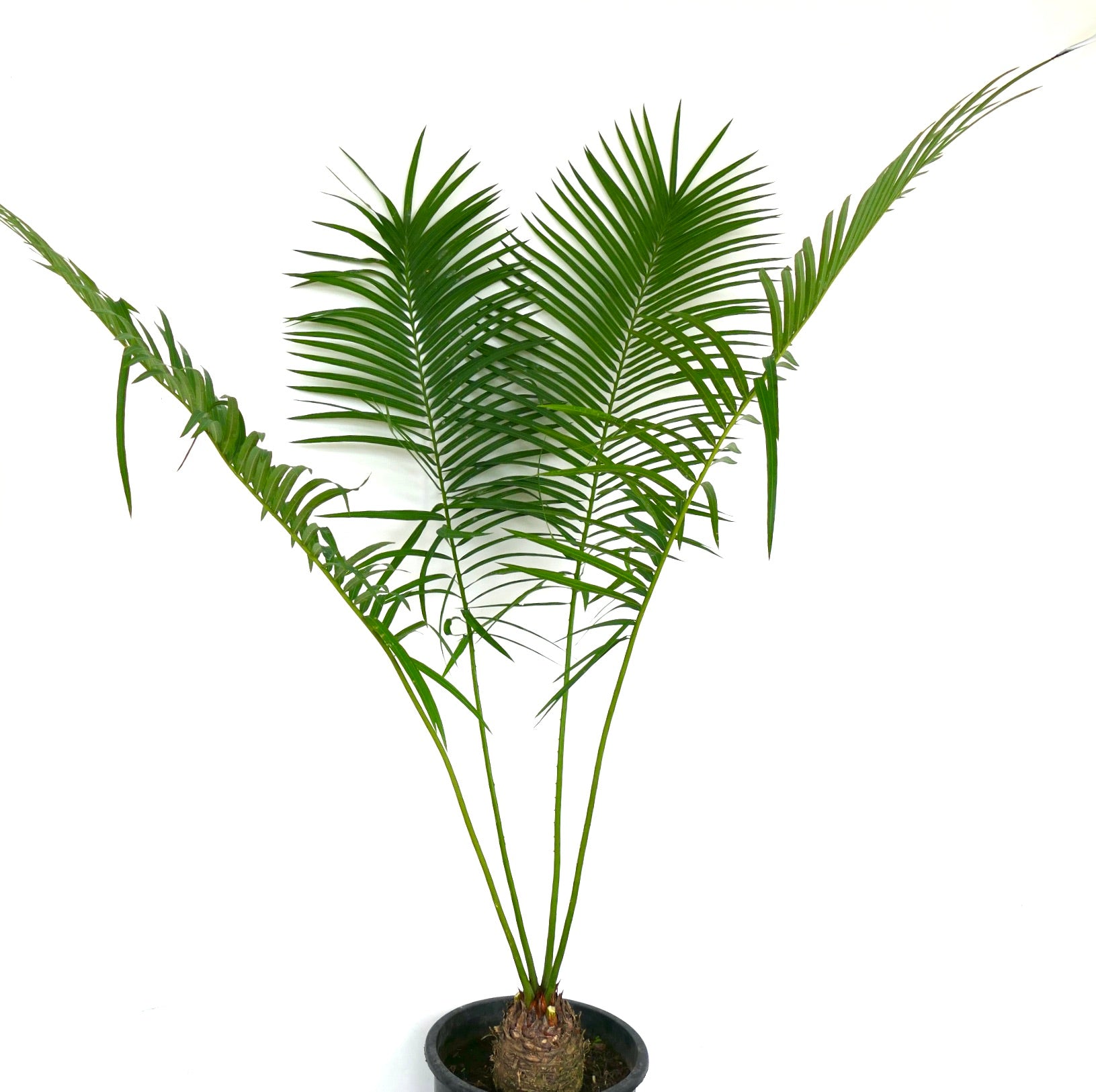 ソテツ・ホアビンエンシス | Botanical Archive | 珍しいソテツ植物