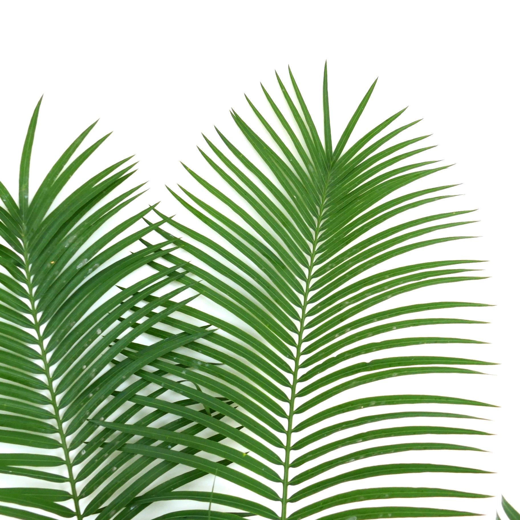 Cycas hoabinhensis rare caudex with thick textured trunk and green stems