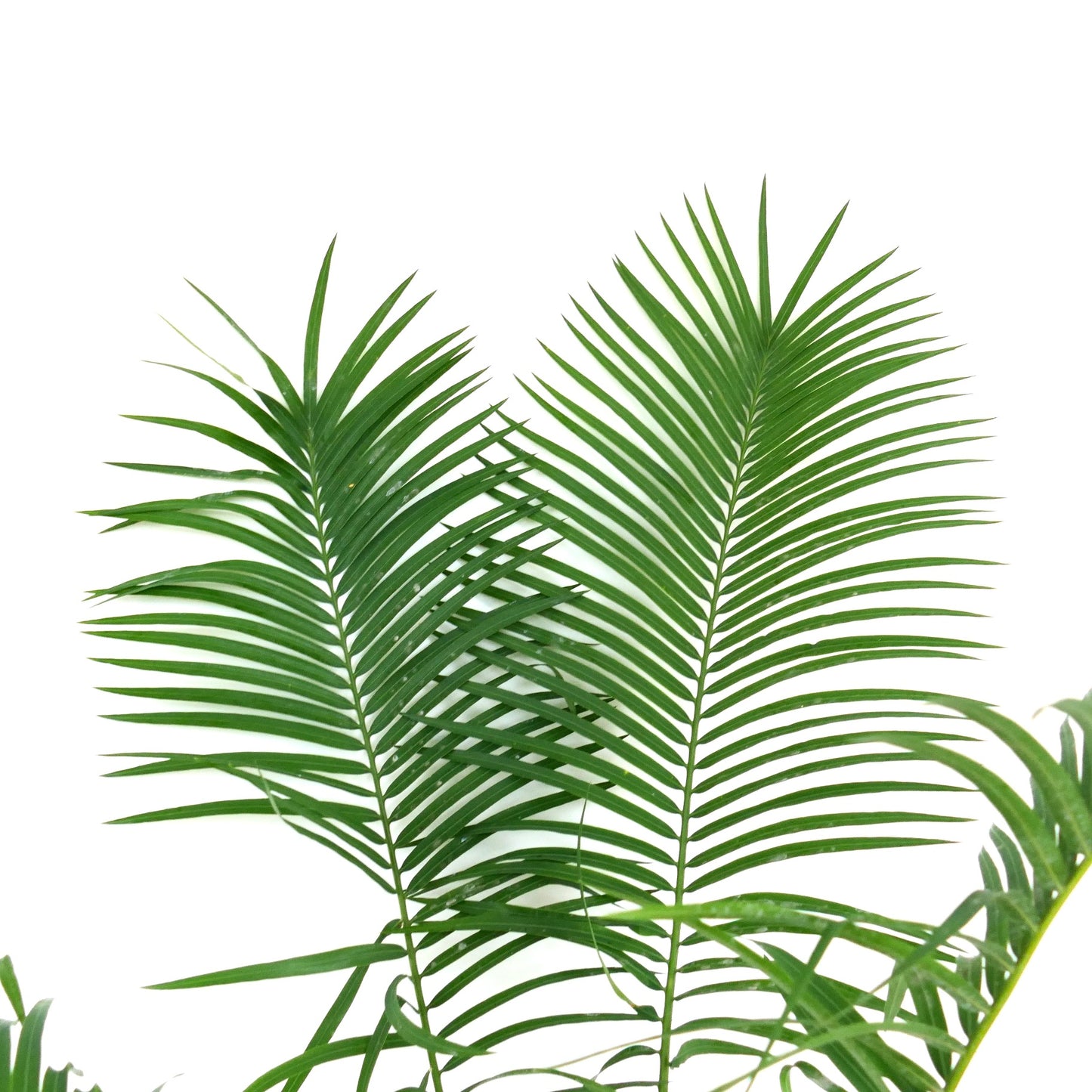 Cycas hoabinhensis caudex with rough textured trunk and emerging green stems