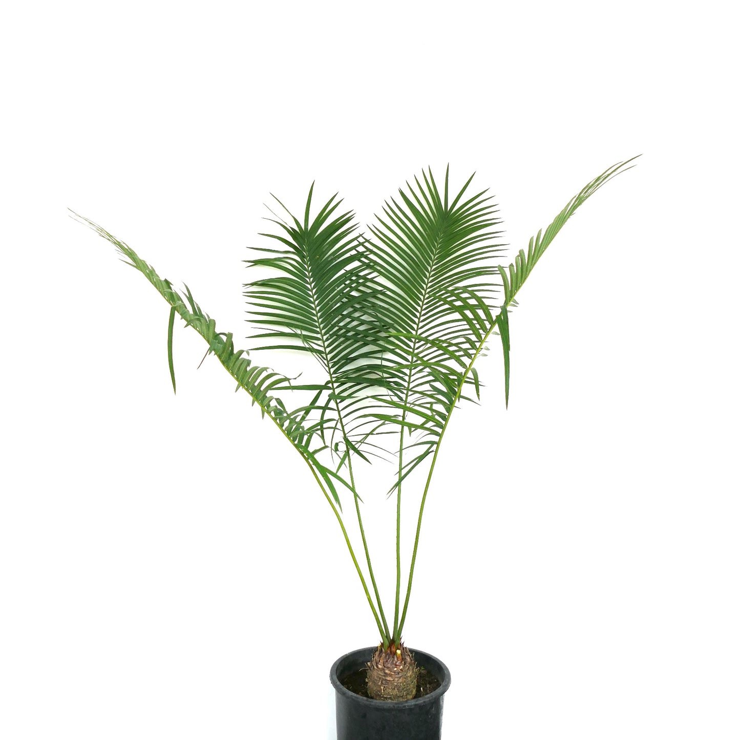 Cycas hoabinhensis caudex with thick textured trunk and emerging green stems