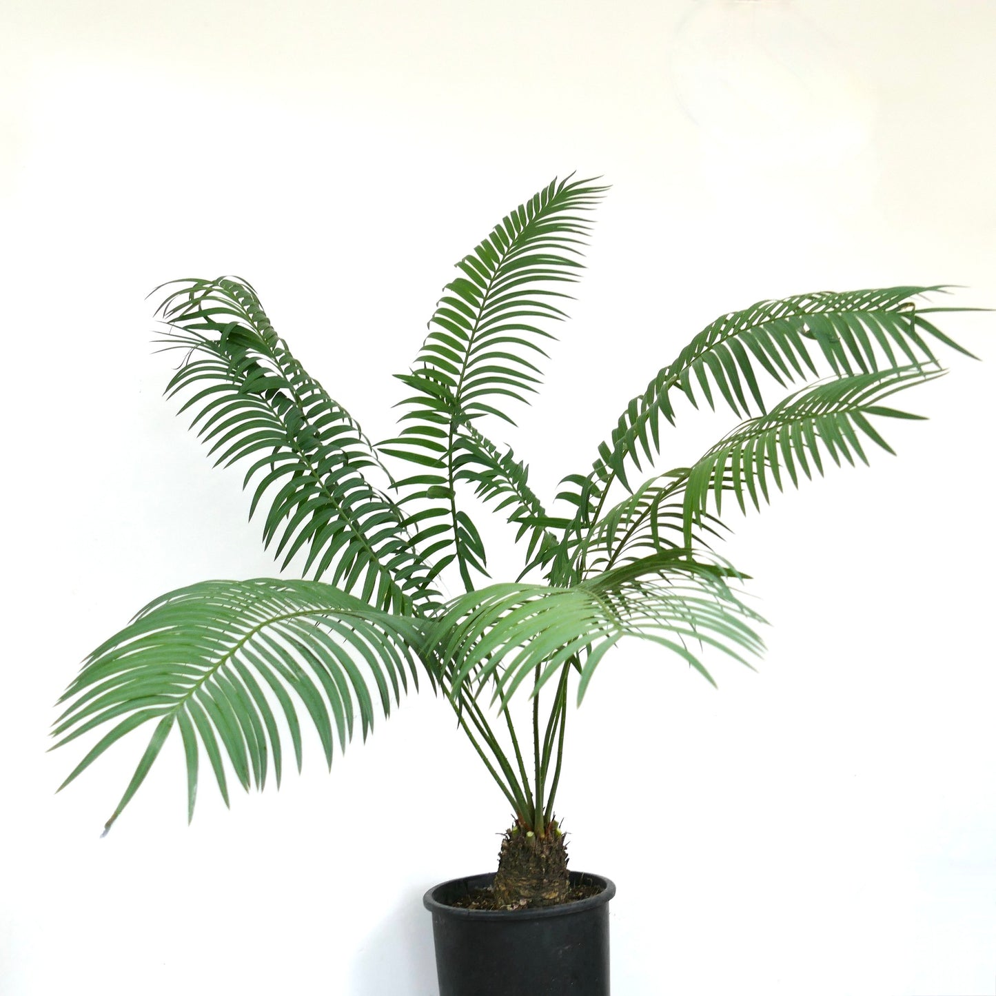 Cycas hoabinhensis rare cycad with long arching green fronds and textured trunk in pot