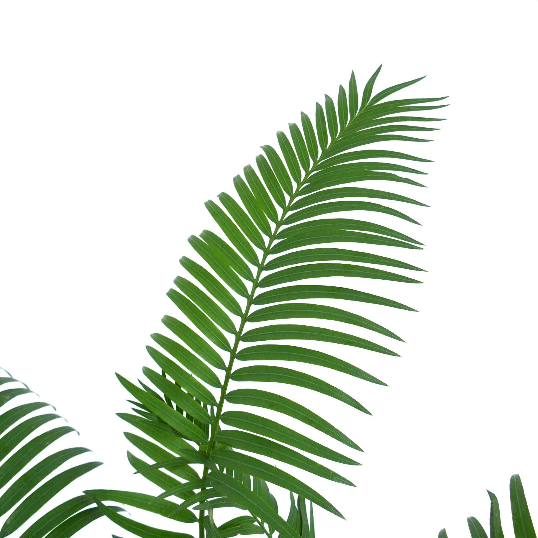 Cycas hoabinhensis lush green pinnate leaves with smooth texture and elongated shape