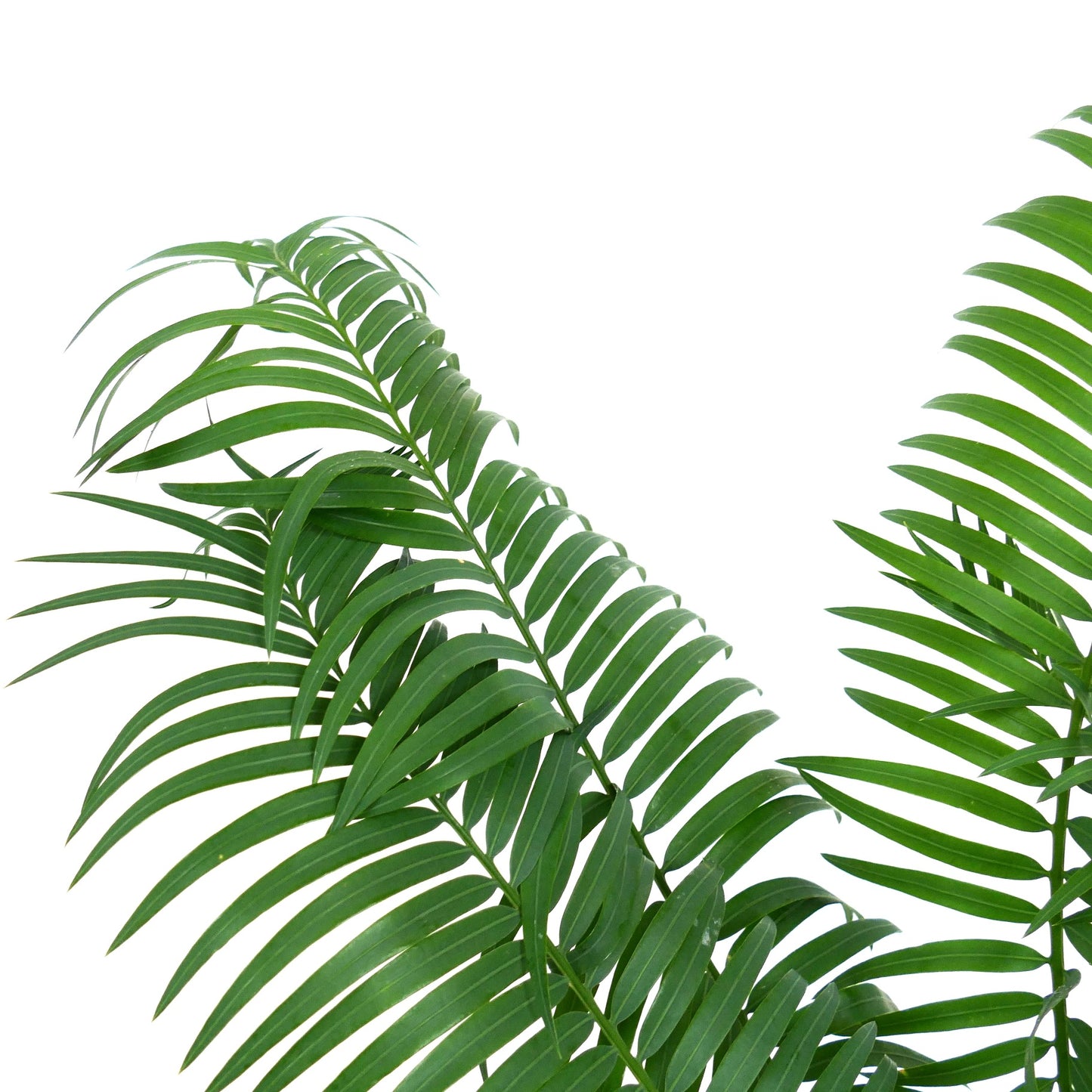 Cycas hoabinhensis lush green pinnate leaves with smooth texture and elongated leaflets