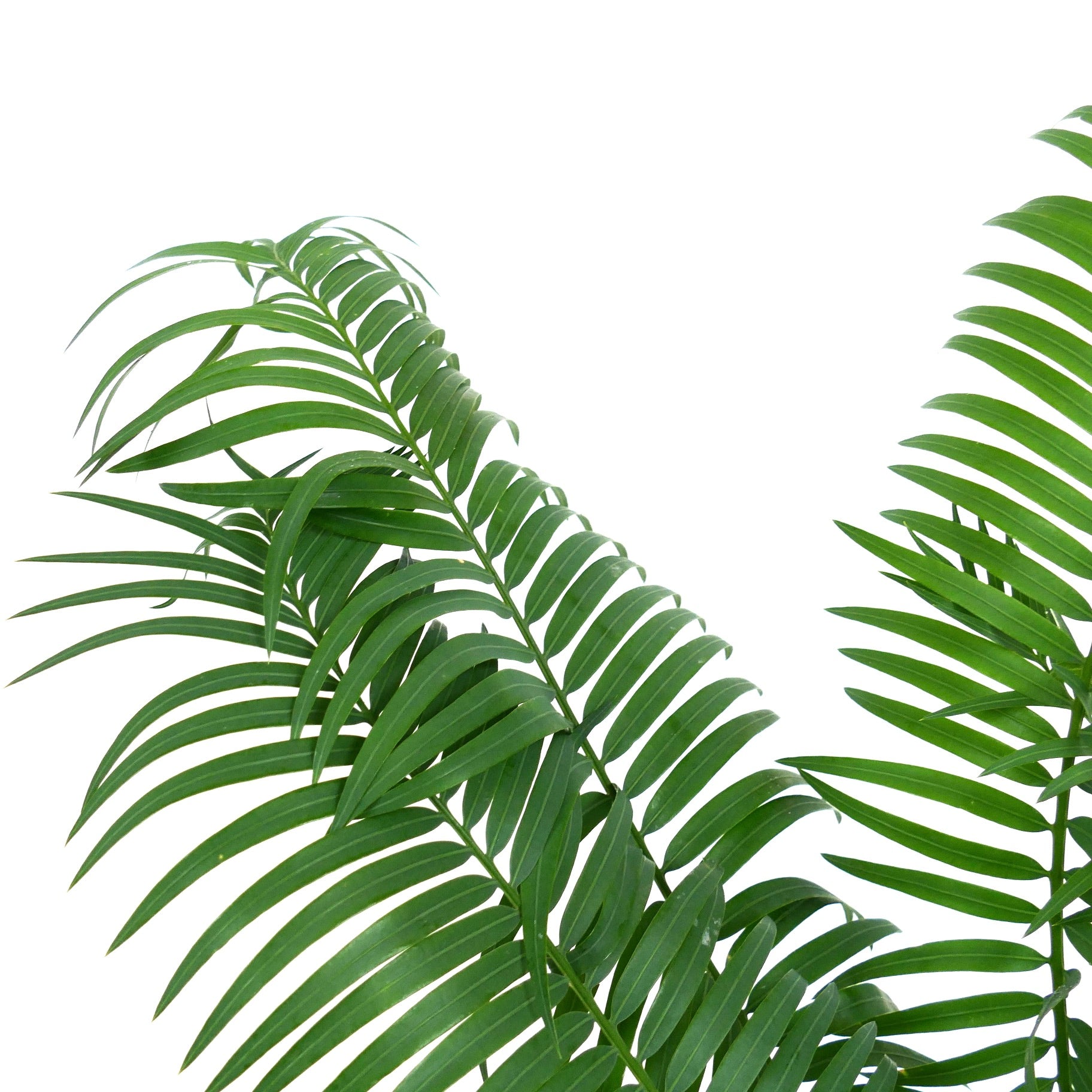 Cycas hoabinhensis lush green pinnate leaves with smooth texture and elongated leaflets