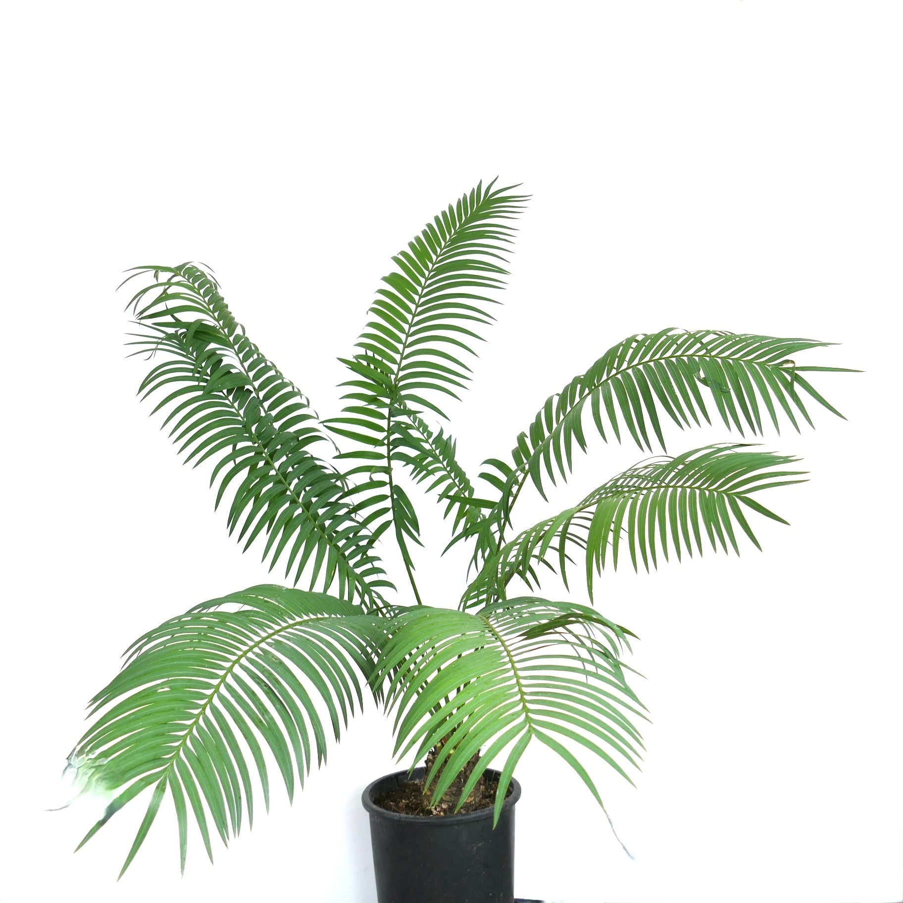 Cycas hoabinhensis potted rare cycad with long, arching green fronds and feather-like leaves