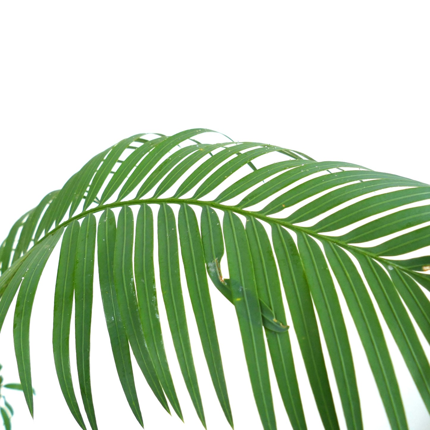 Cycas hoabinhensis green pinnate leaves with elongated narrow leaflets and smooth texture