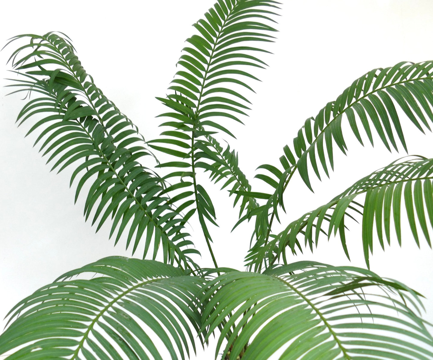 Cycas hoabinhensis lush green pinnate leaves with arching fronds and smooth texture