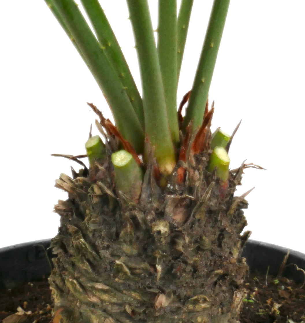 Cycas hoabinhensis with thick textured trunk and emerging green fronds in pot