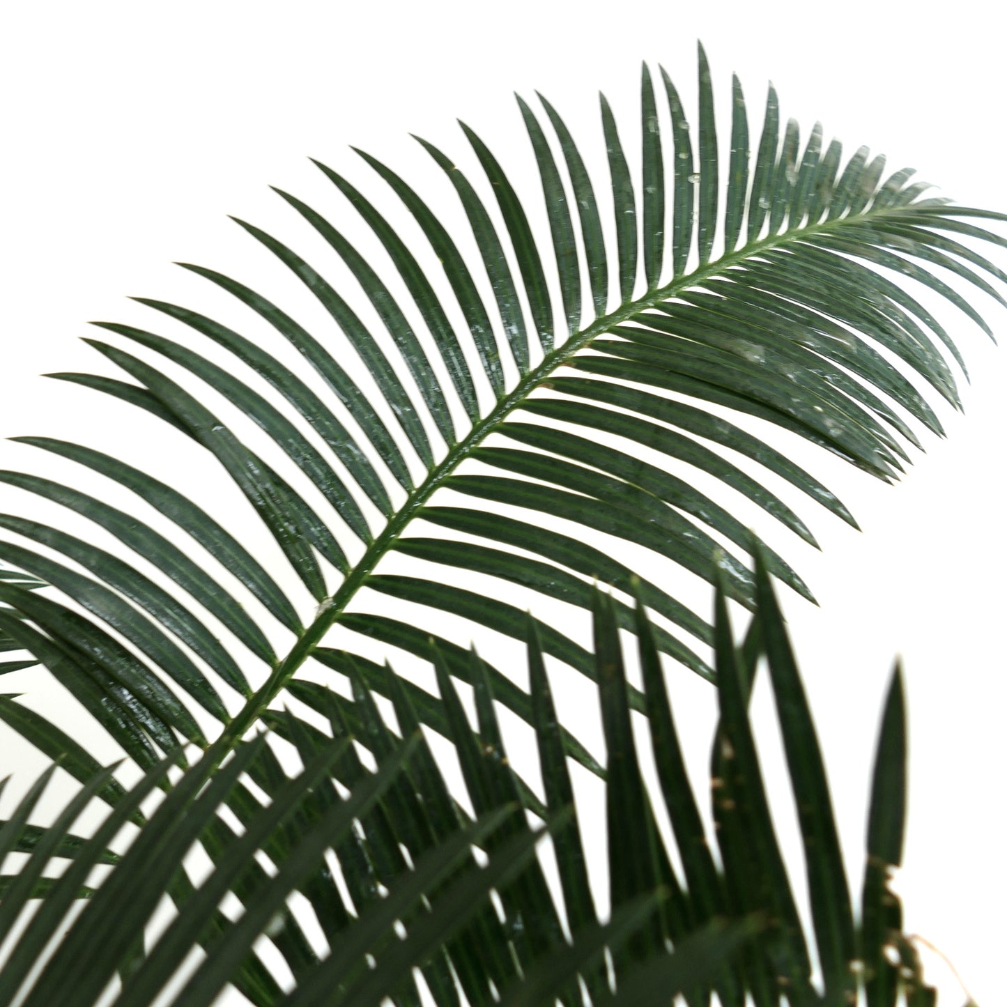 Cycas linstrstromii (Vinh Hao Village)