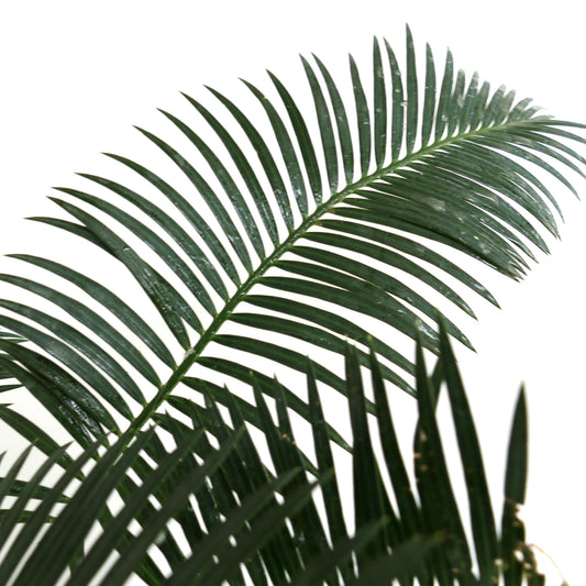 Cycas linstrstromii (Vinh Hao Village)