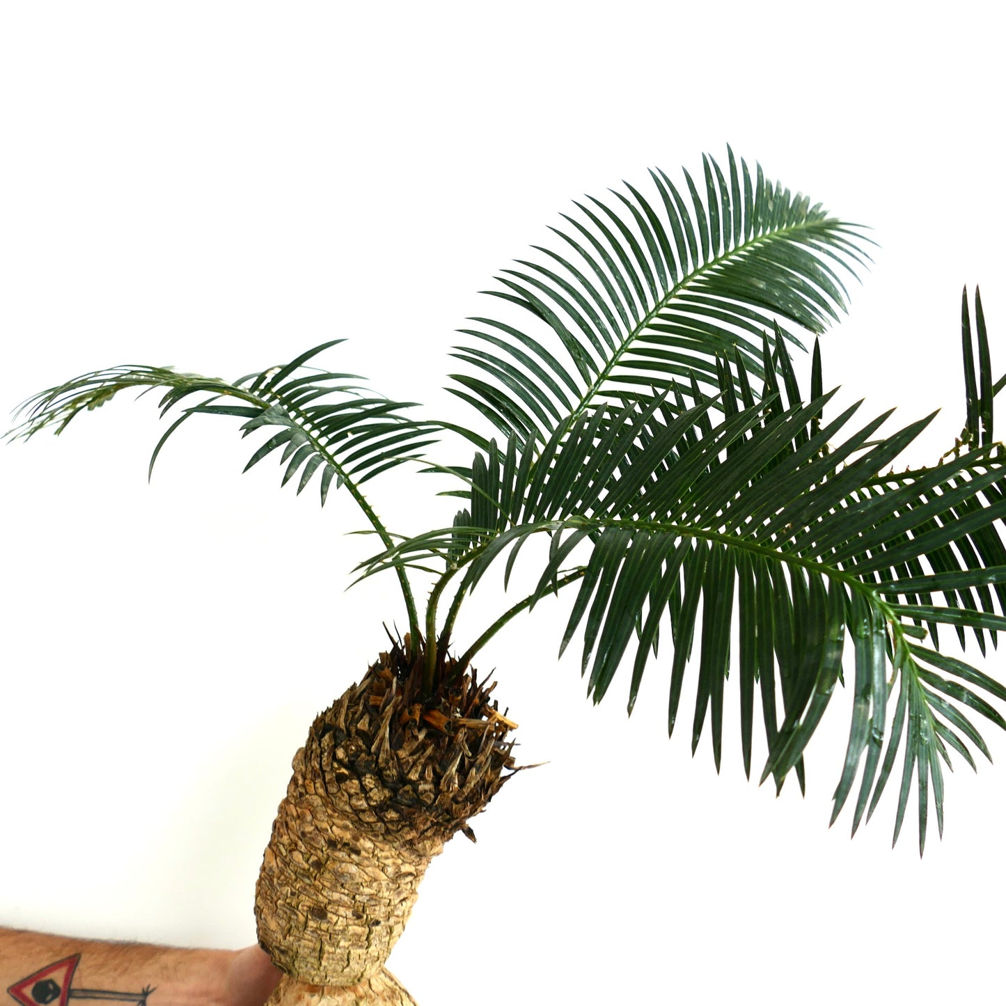Cycas linstrstromii (Vinh Hao Village)