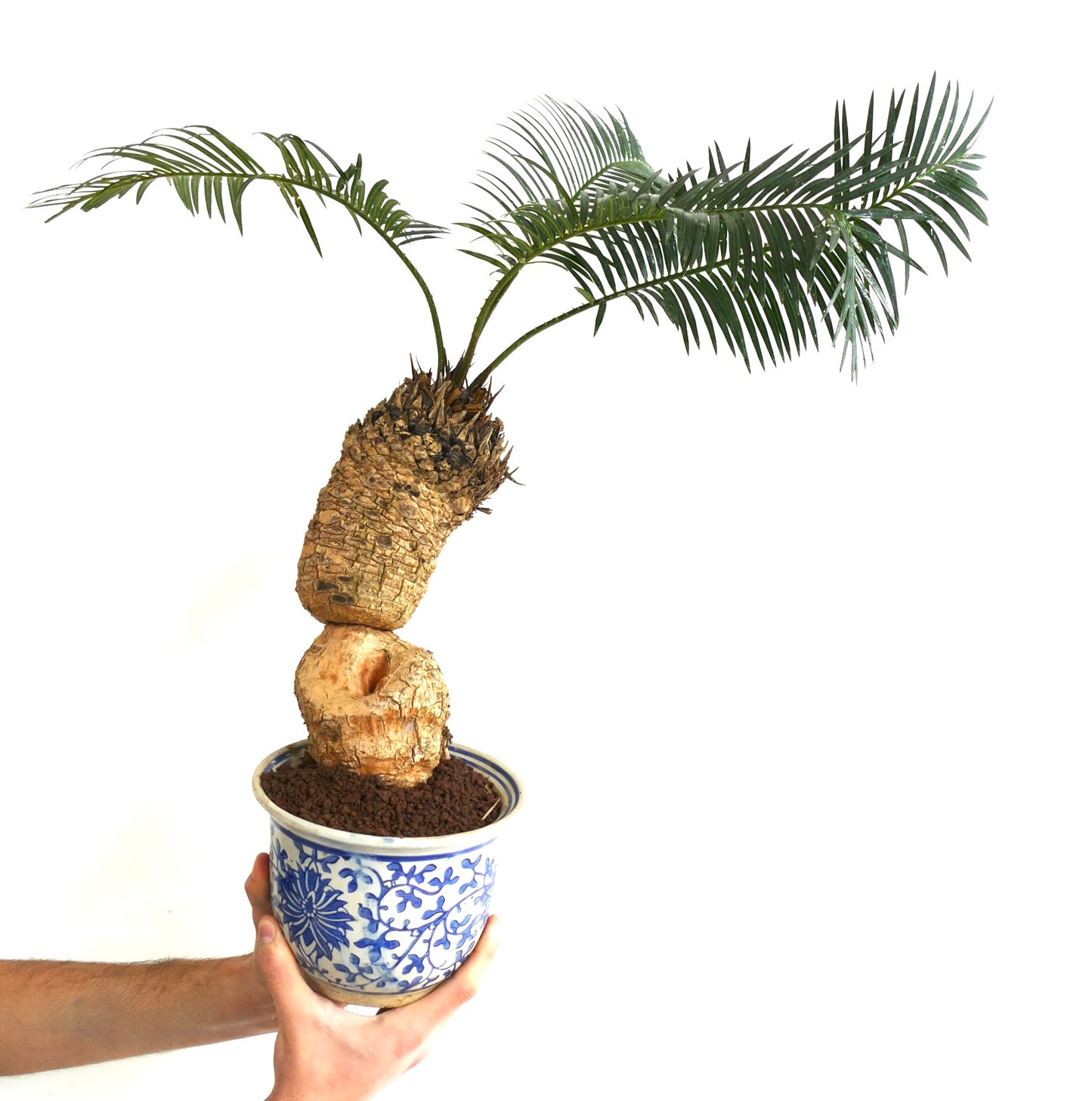 Cycas linstrstromii (Vinh Hao Village)