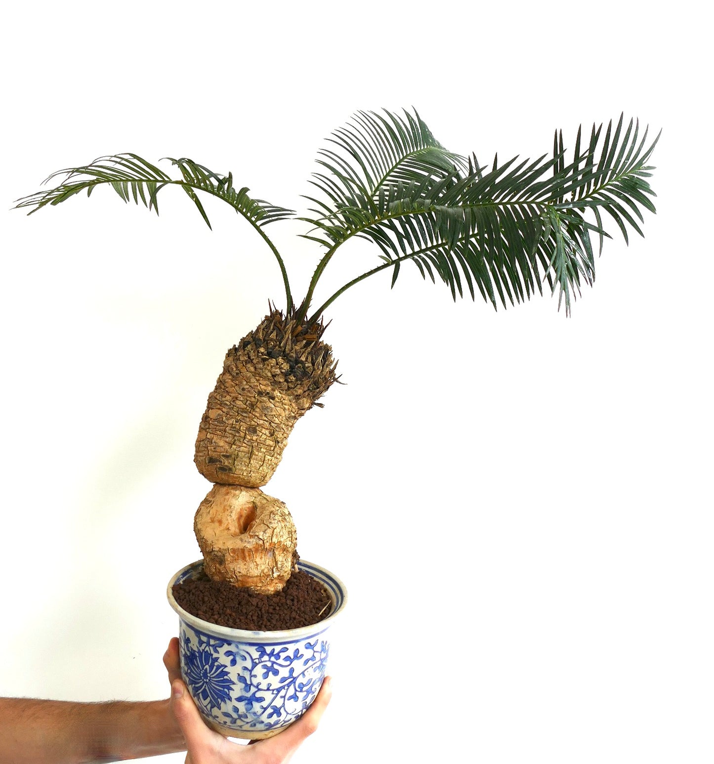 Cycas linstrstromii (Vinh Hao Village)