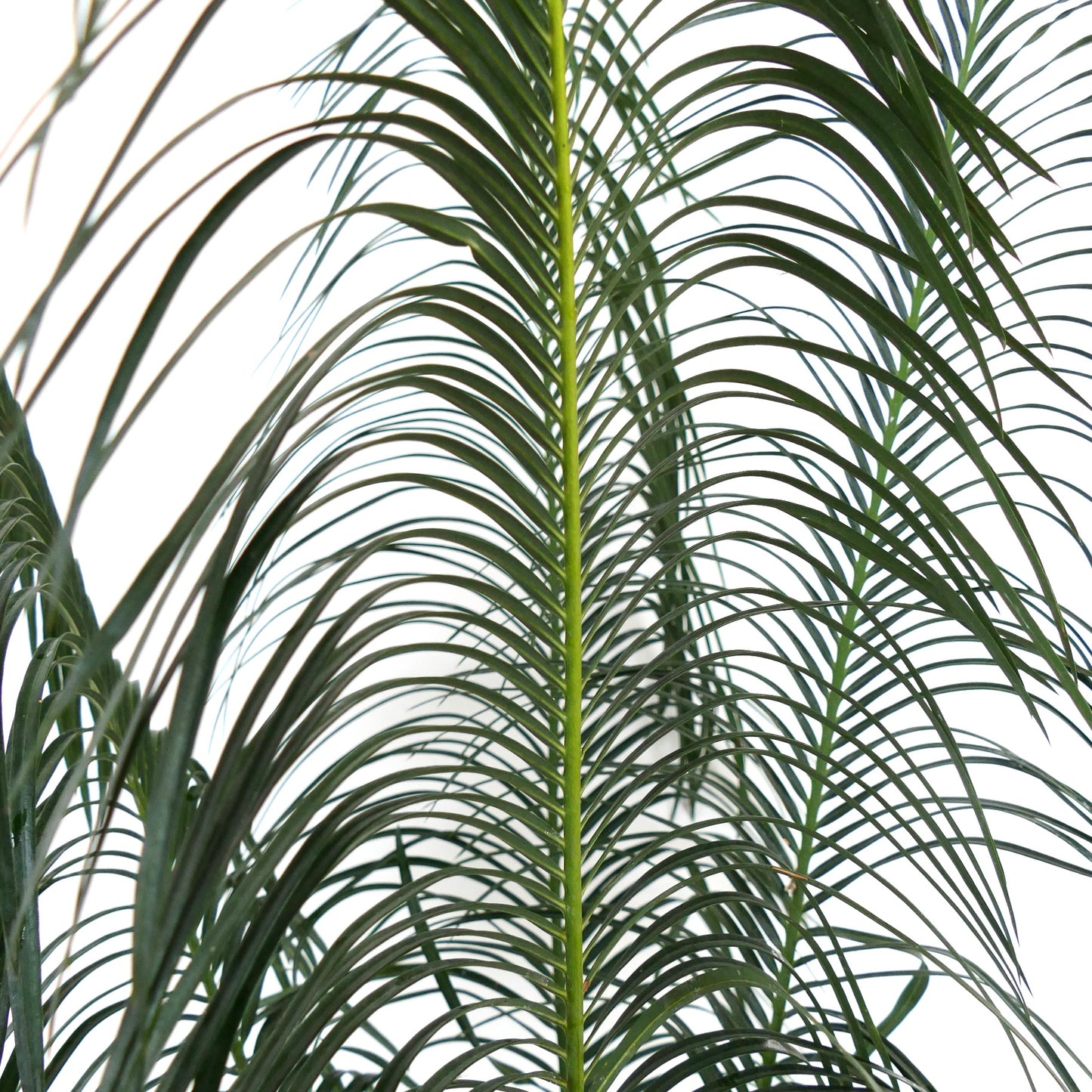 Cycas panzhihuaensis close-up of lush green feathery leaves with slender leaflets