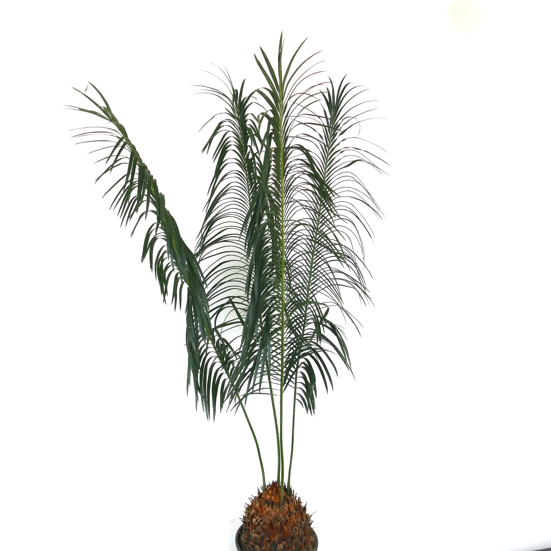 Cycas panzhihuaensis | Botanical Archive | エキゾチックな葉