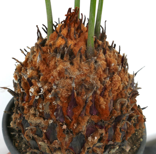 Cycas panzhihuaensis | Botanical Archive | エキゾチックな葉