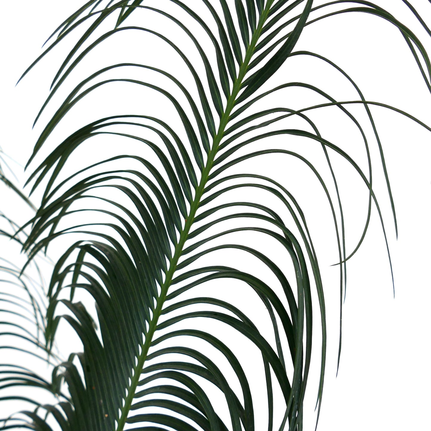 Cycas panzhihuaensis rare green pinnate leaves with slender curved leaflets