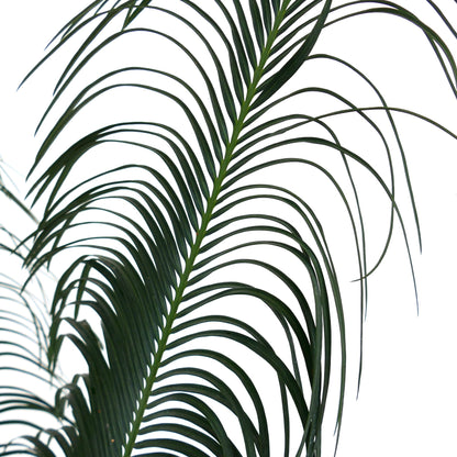 Cycas panzhihuaensis rare green pinnate leaves with slender curved leaflets