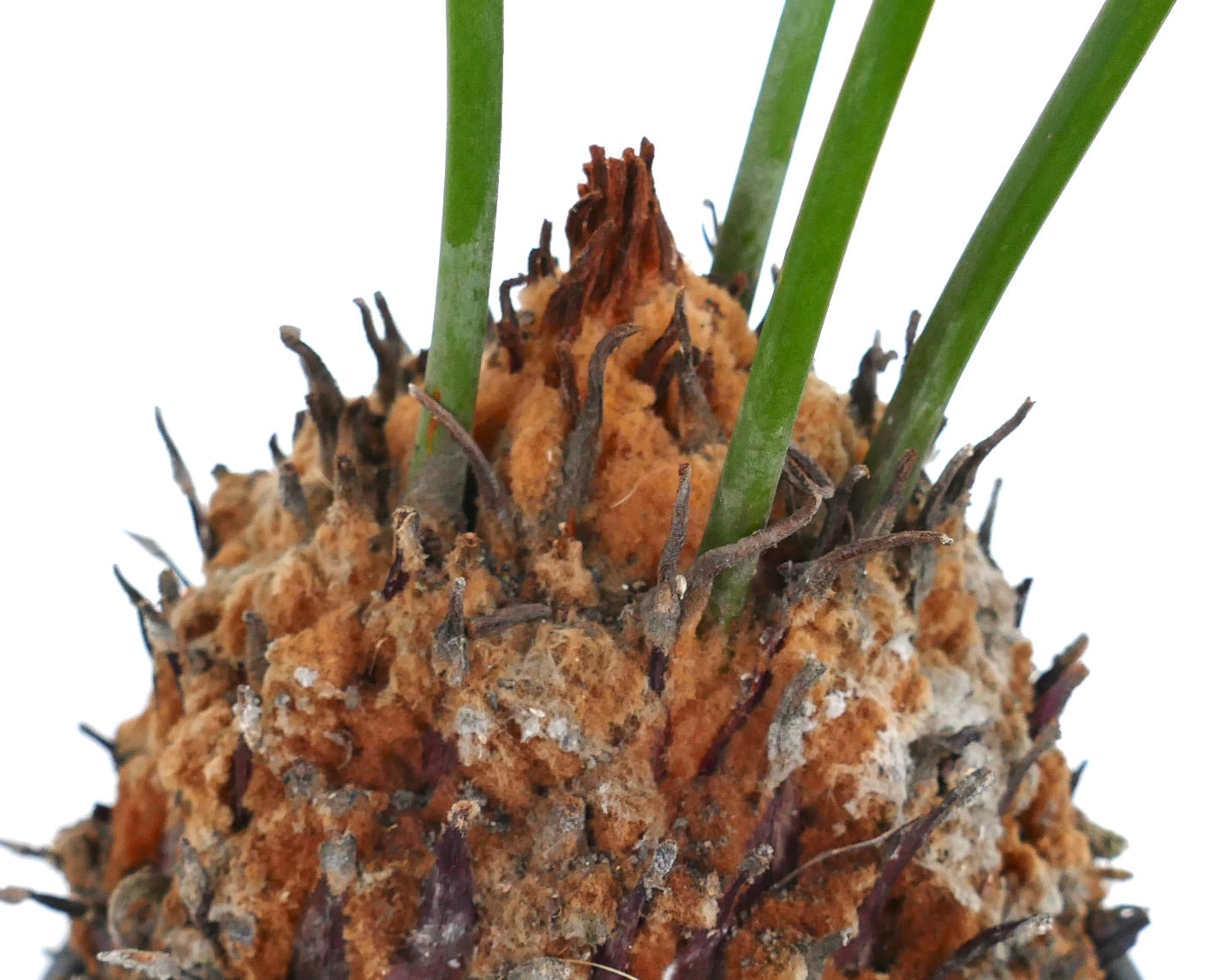 Cycas panzhihuaensis caudex with rough textured surface and emerging green stems