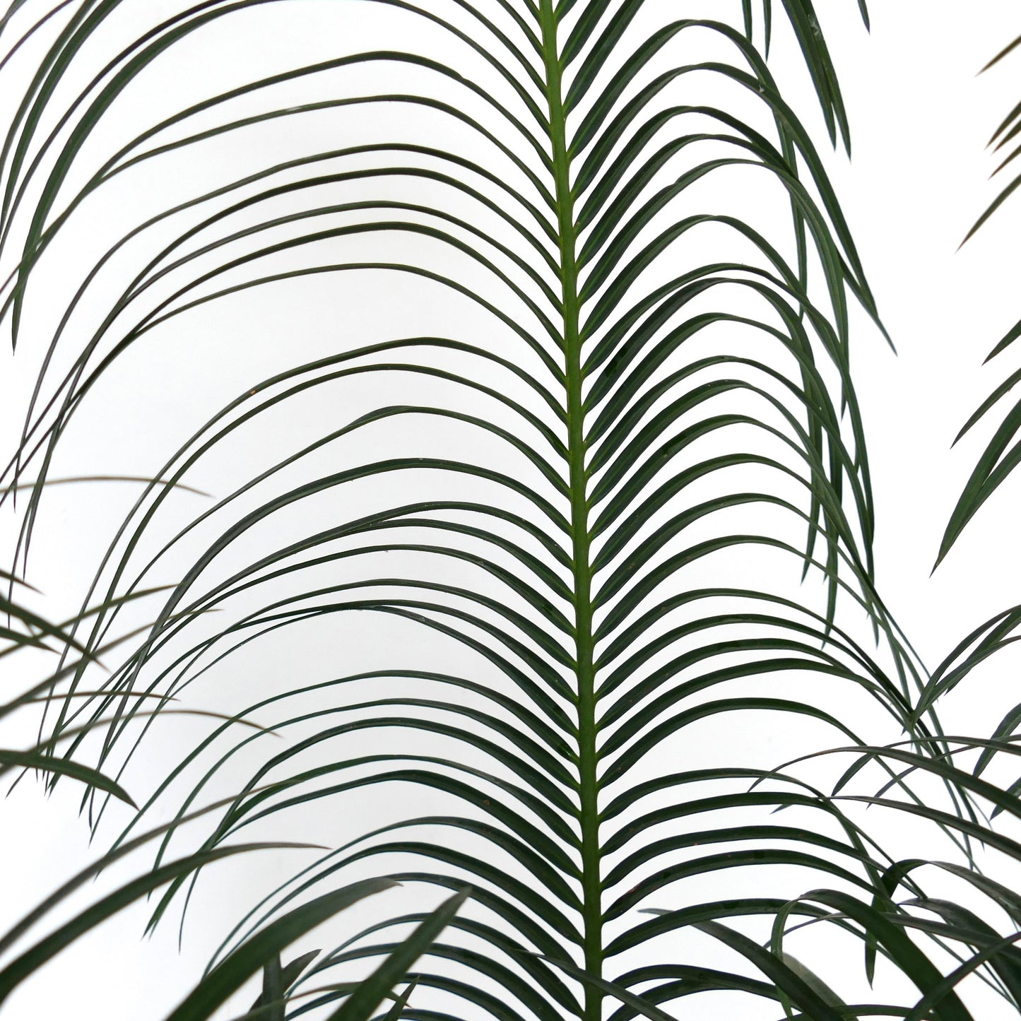 Cycas panzhihuaensis rare green pinnate leaves with slender leaflets and smooth texture