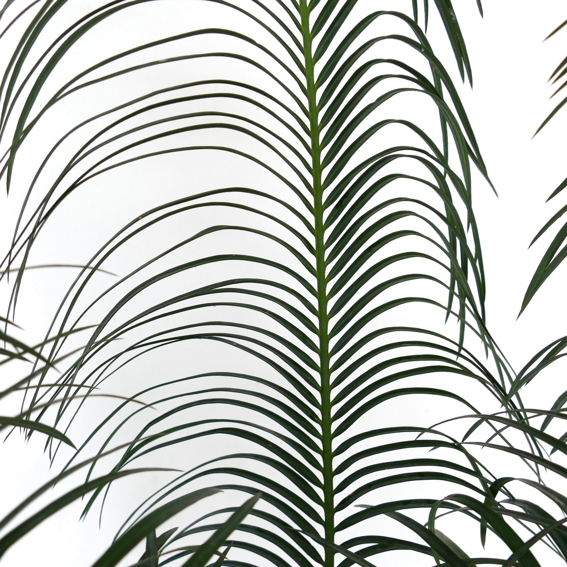 Cycas panzhihuaensis rare green pinnate leaves with slender leaflets and smooth texture