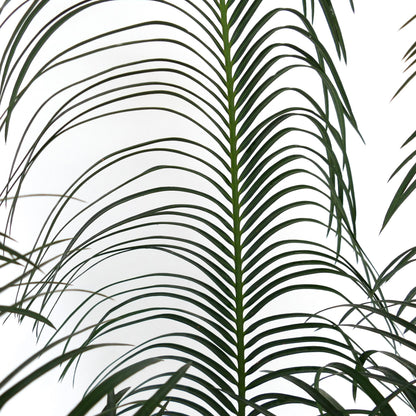 Cycas panzhihuaensis rare green pinnate leaves with slender leaflets and smooth texture