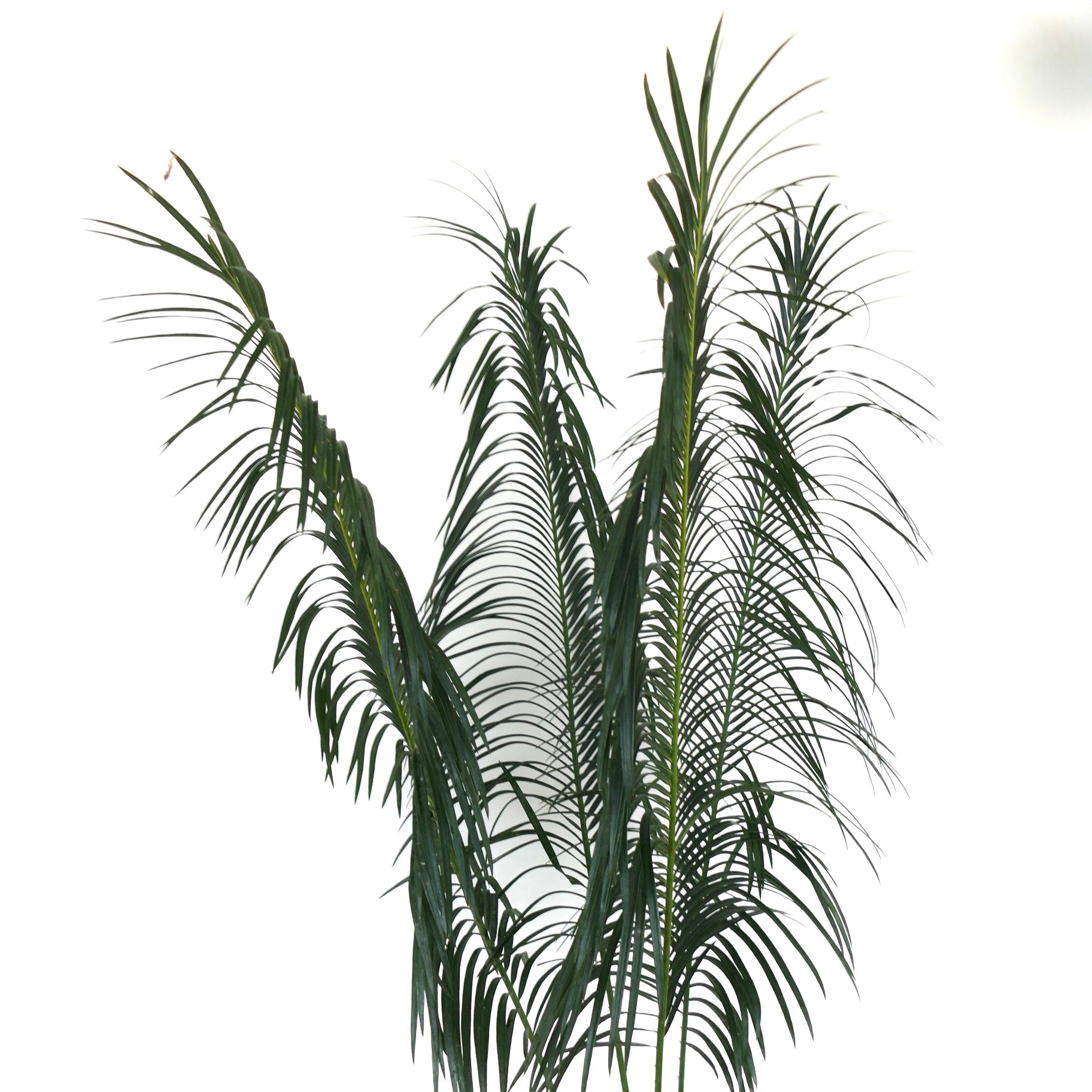 Cycas panzhihuaensis | Botanical Archive | エキゾチックな葉