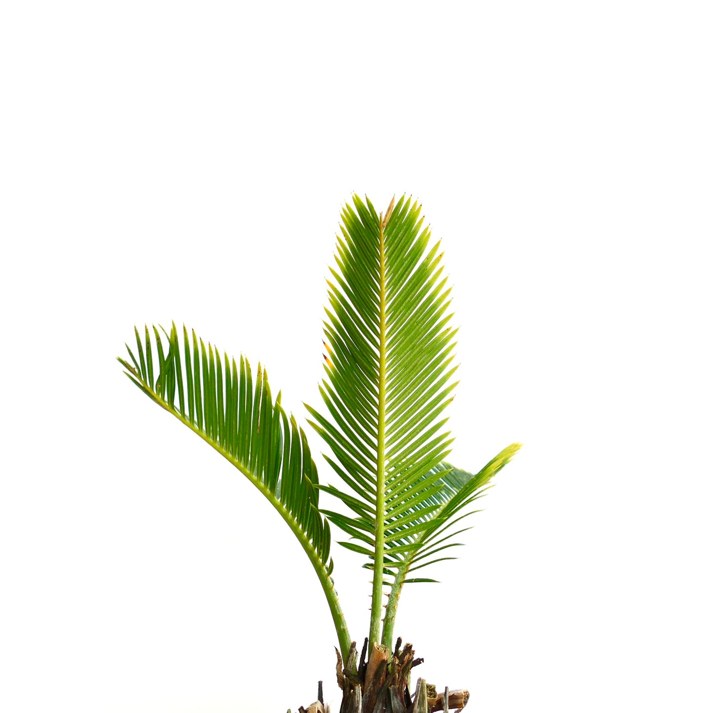 ソテツ・レボルタータ cv オウレア・ヴァリエガーテッド 7.2cm コーデックス