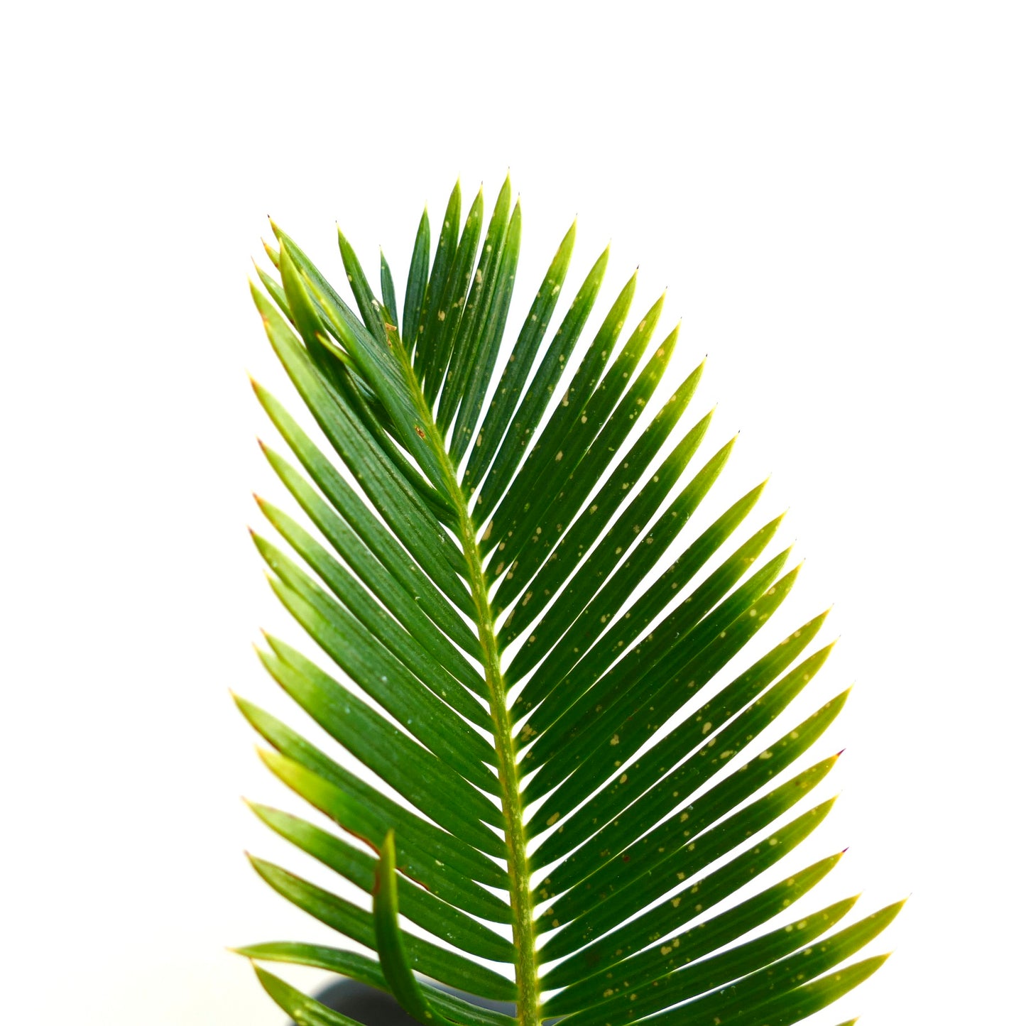 ソテツ・レボルタータ cv オウレア・ヴァリエガーテッド 7.2cm コーデックス