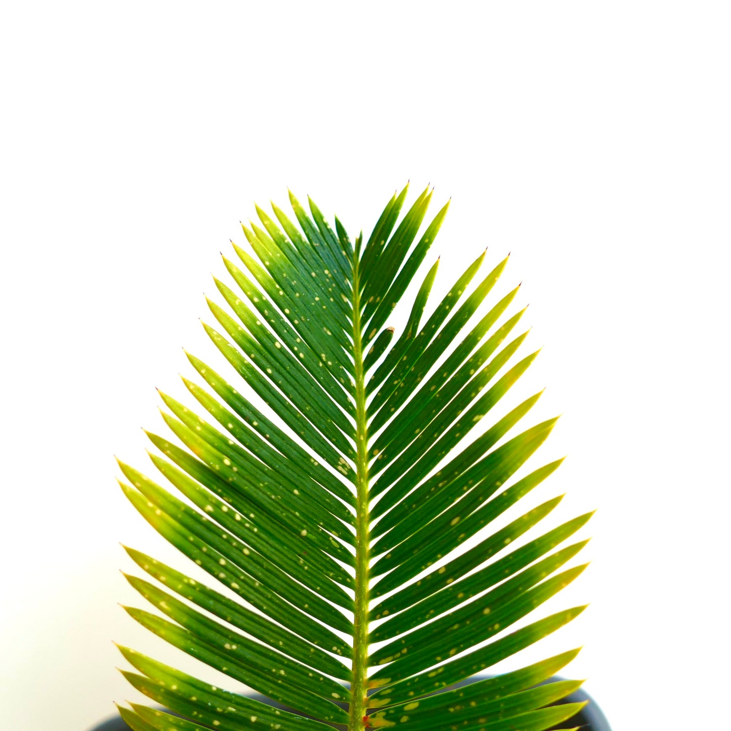 ソテツ・レボルタータ cv オウレア・ヴァリエガーテッド 7.2cm コーデックス