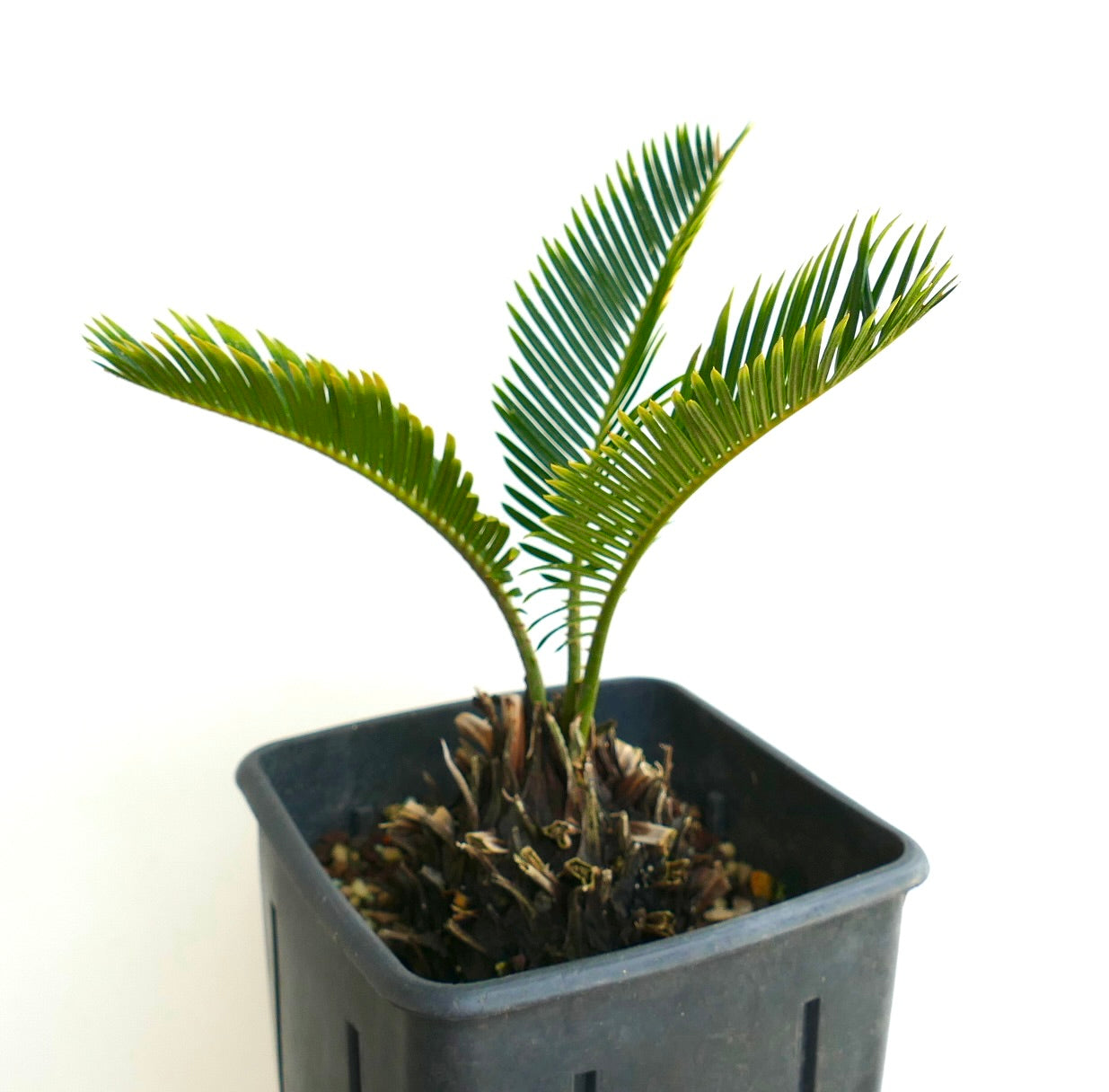 ソテツ・レボルタータ cv オウレア・ヴァリエガーテッド 7.2cm コーデックス