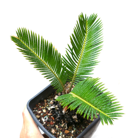Cycas revoluta bright green glossy leaves with symmetrical pinnate structure in pot