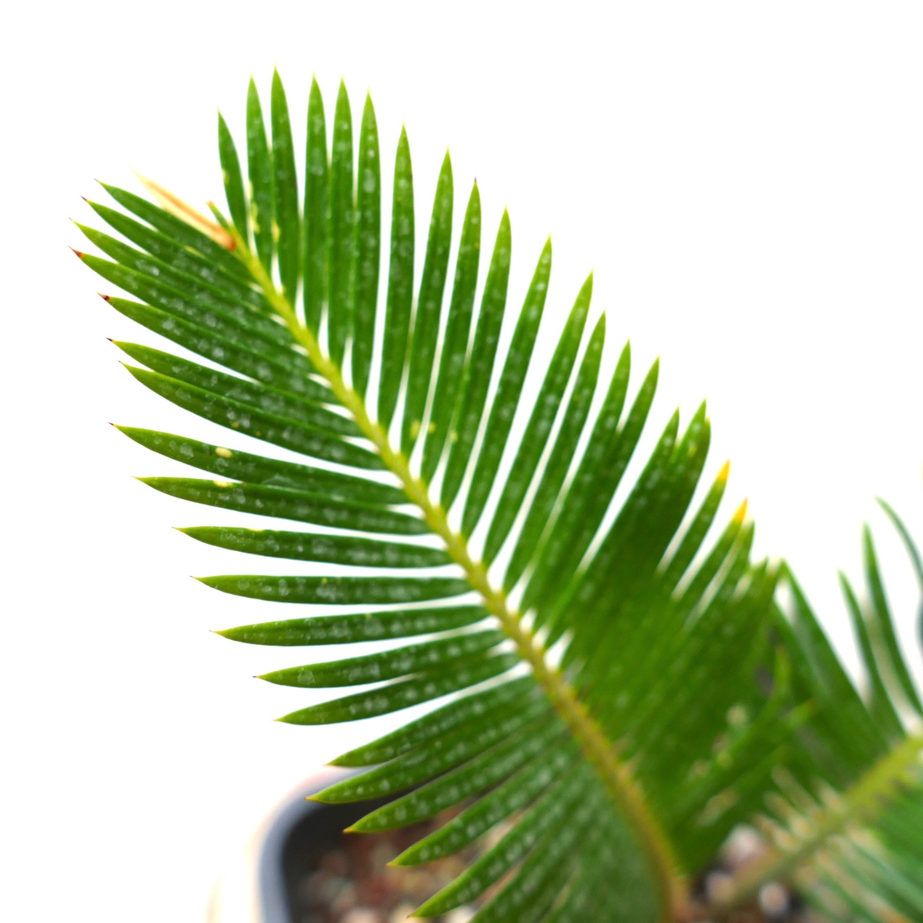 Cycas revoluta cv AUREA variegated green pinnate leaves with yellow tips specimen plant