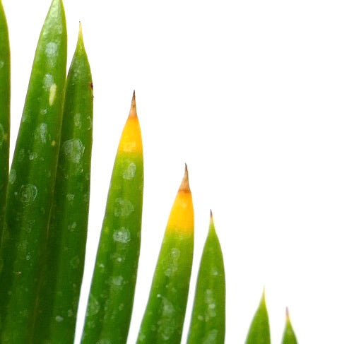 Cycas revoluta cv AUREA succulent green leaves with yellow tips and smooth texture