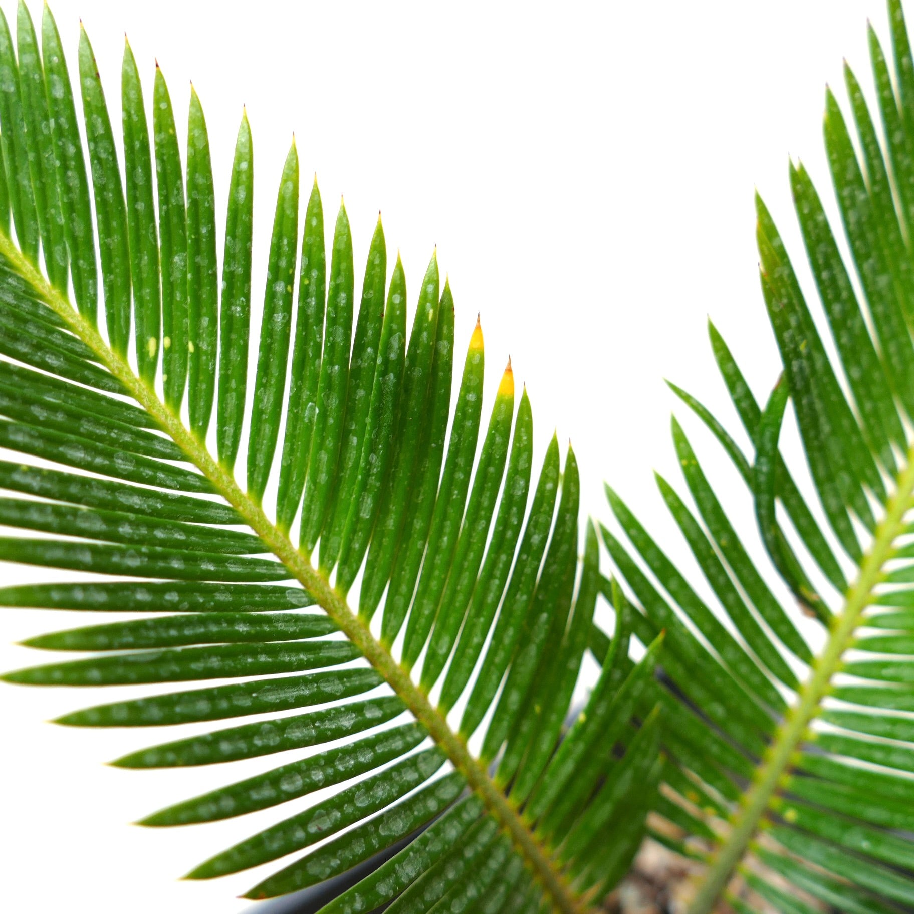 Cycas revoluta bright green pinnate leaves with slight yellow tips close-up