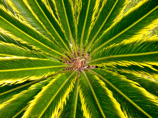 Cycas revoluta cv AUREA vibrant green and yellow variegated palm-like leaves with textured caudex center