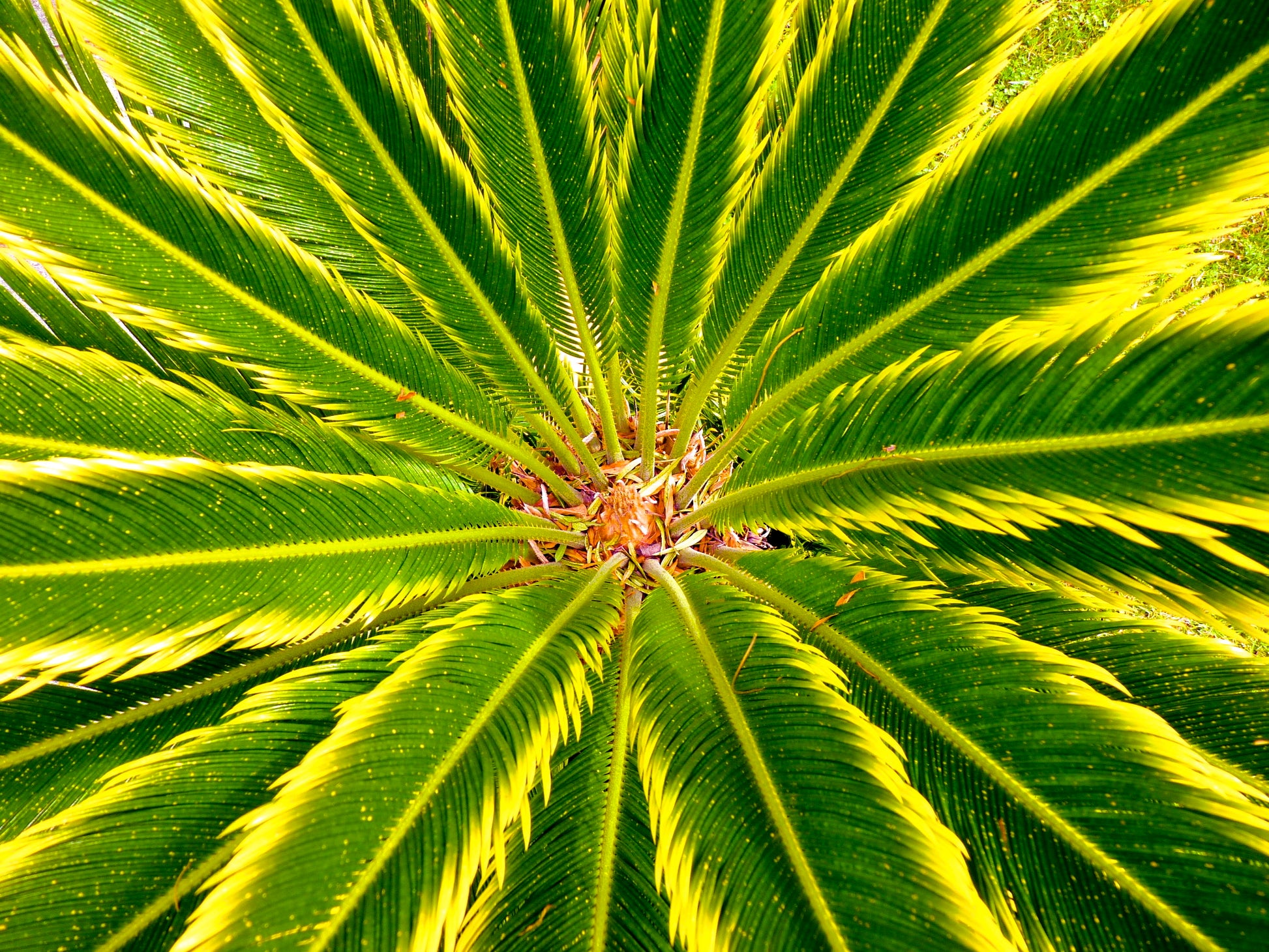 Cycas revoluta cv AUREA bright green and yellow variegated palm-like leaves close-up