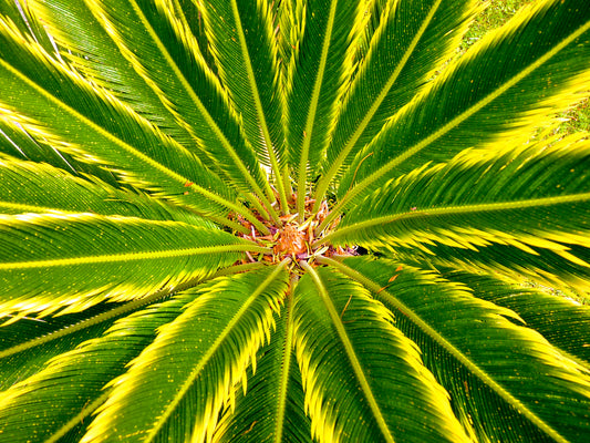 Cycas revoluta cv AUREA bright green and yellow variegated palm-like leaves close-up
