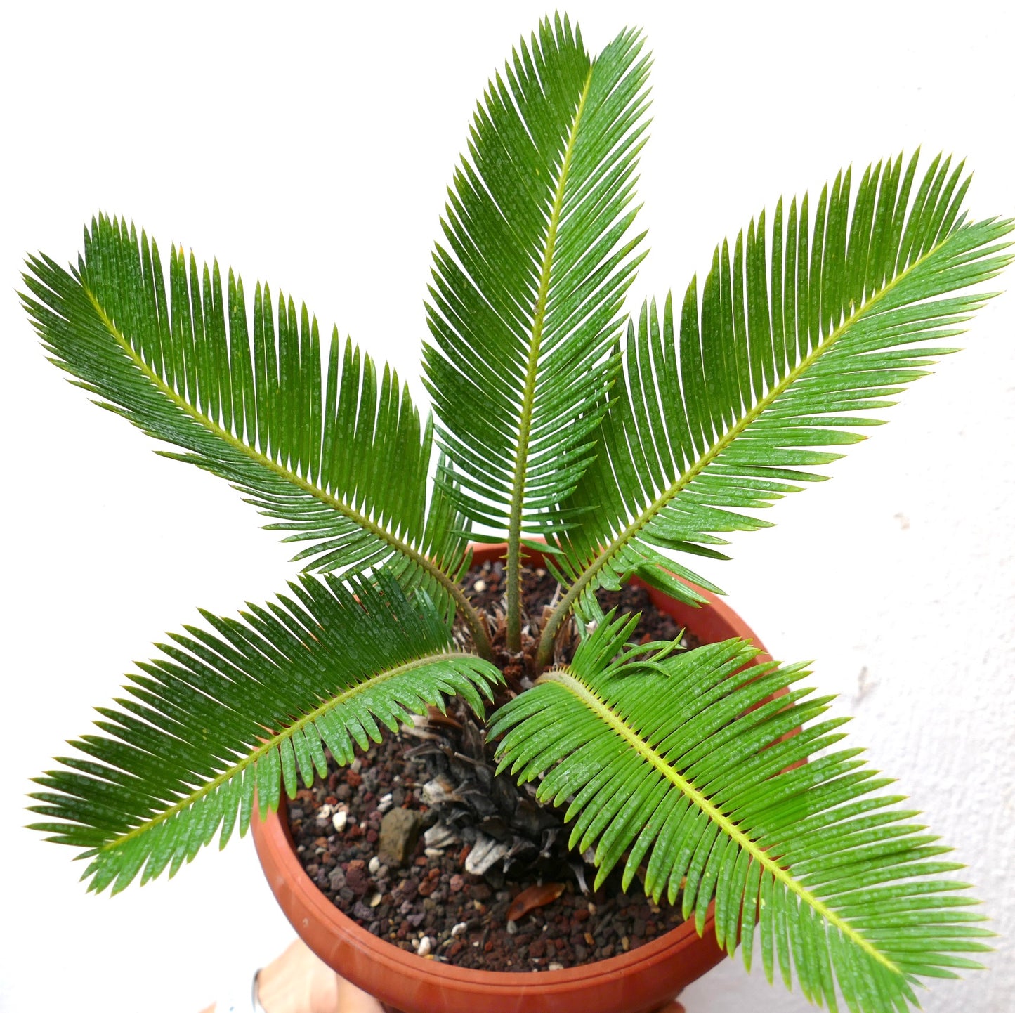 Cycas revoluta cv AUREA with glossy green pinnate leaves and compact caudex in pot