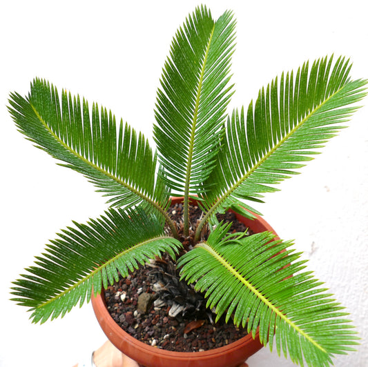 Cycas revoluta cv AUREA with glossy green pinnate leaves and compact caudex in pot