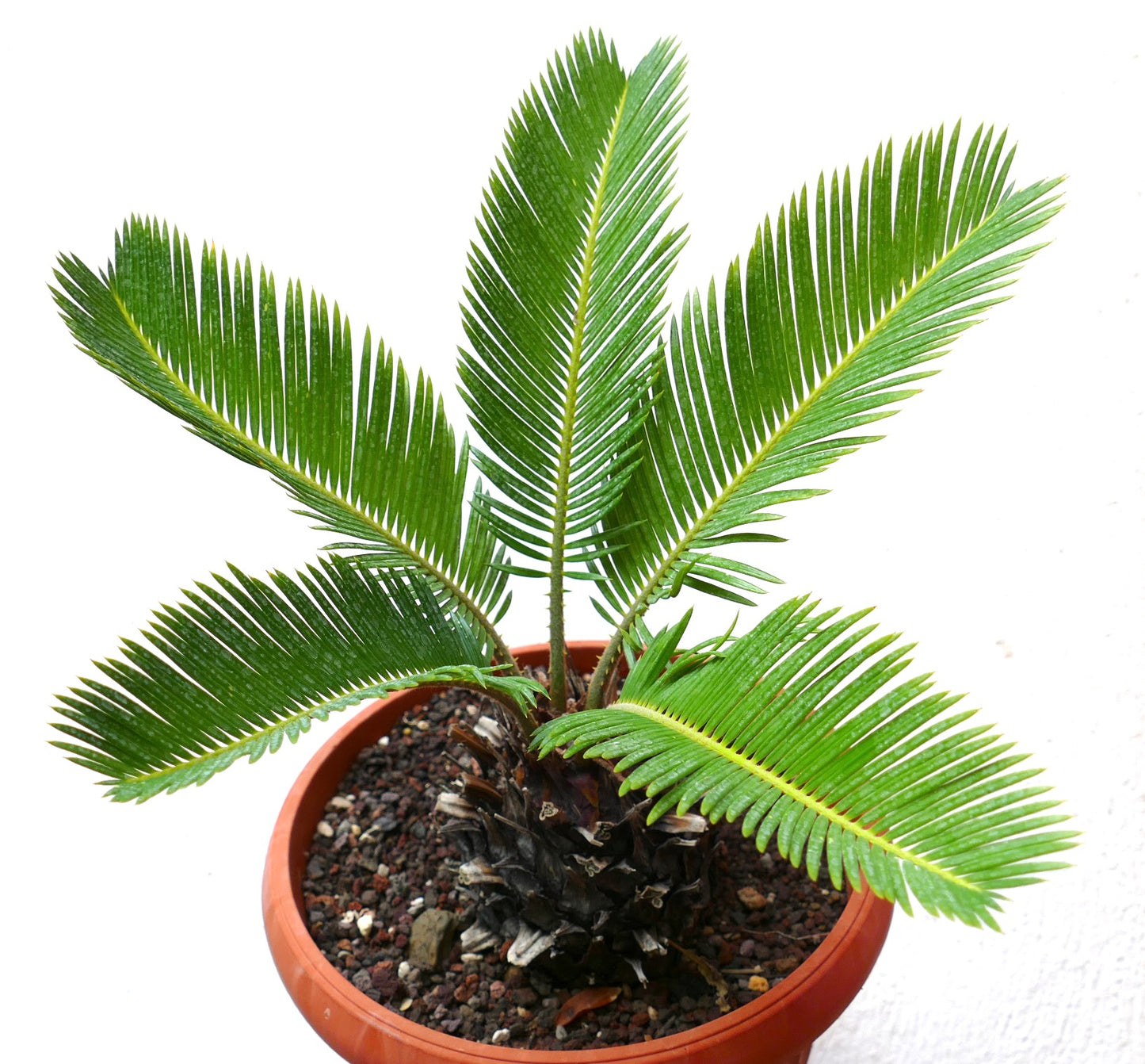 Cycas revoluta cv AUREA compact caudex with glossy green pinnate leaves in pot