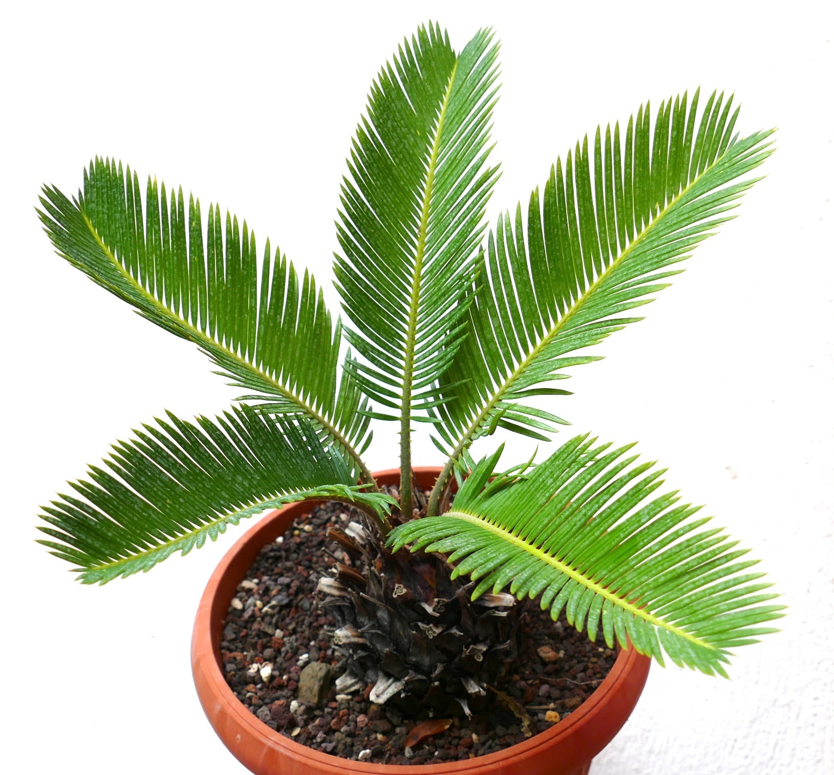 Cycas revoluta cv AUREA compact caudex with glossy green pinnate leaves in pot