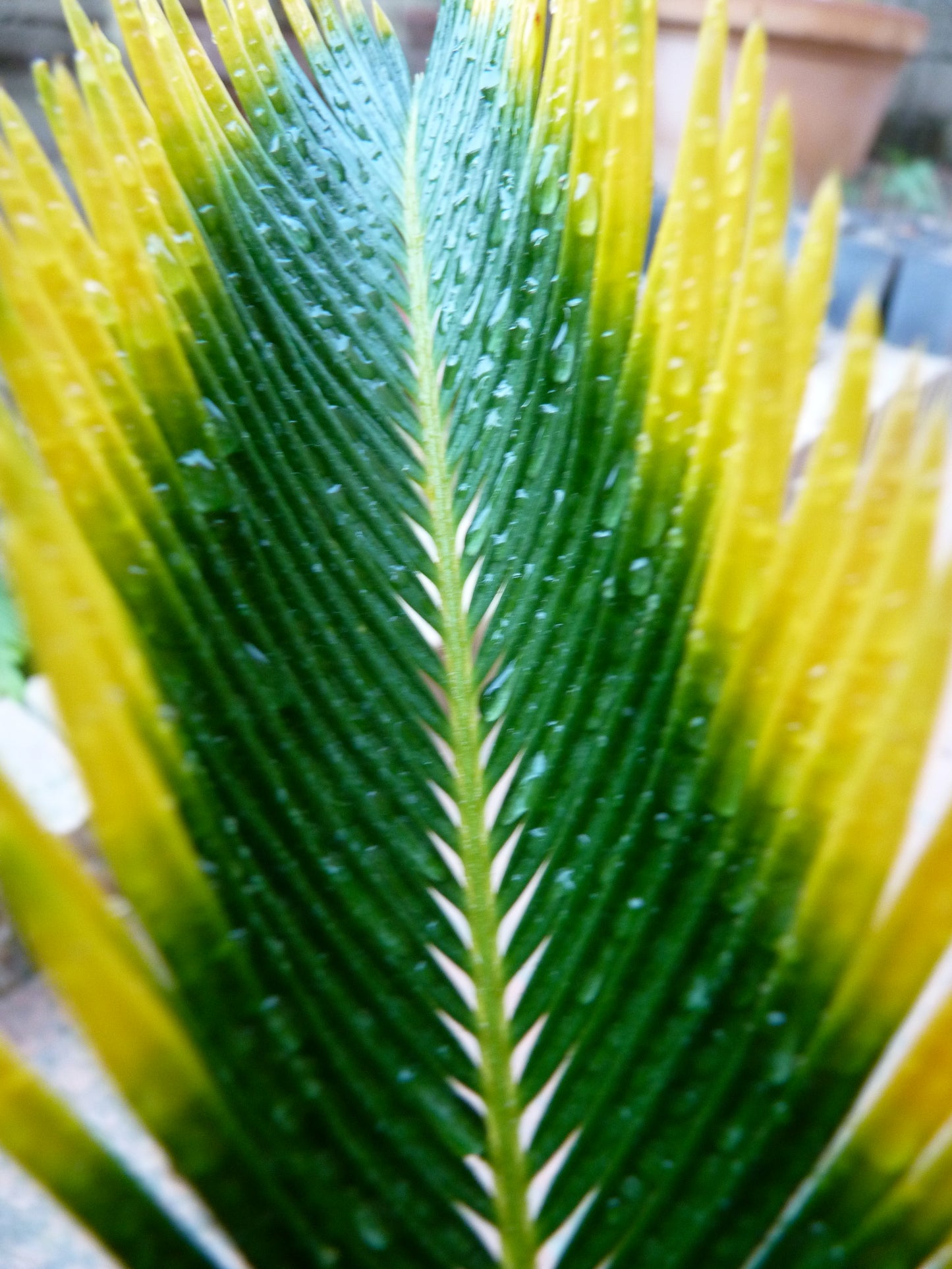 Cycas revoluta cv AUREA VARIEGATED SEMI