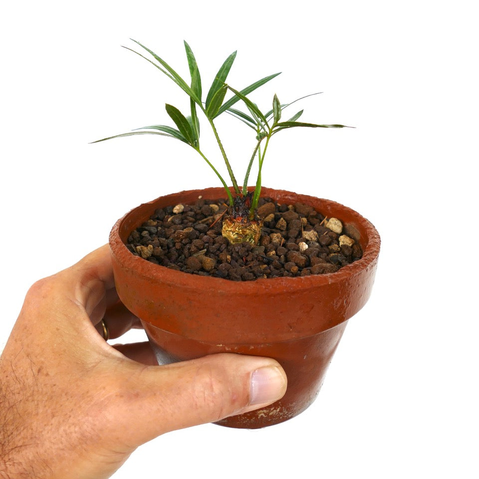 Cycas siamensis 2-3cm