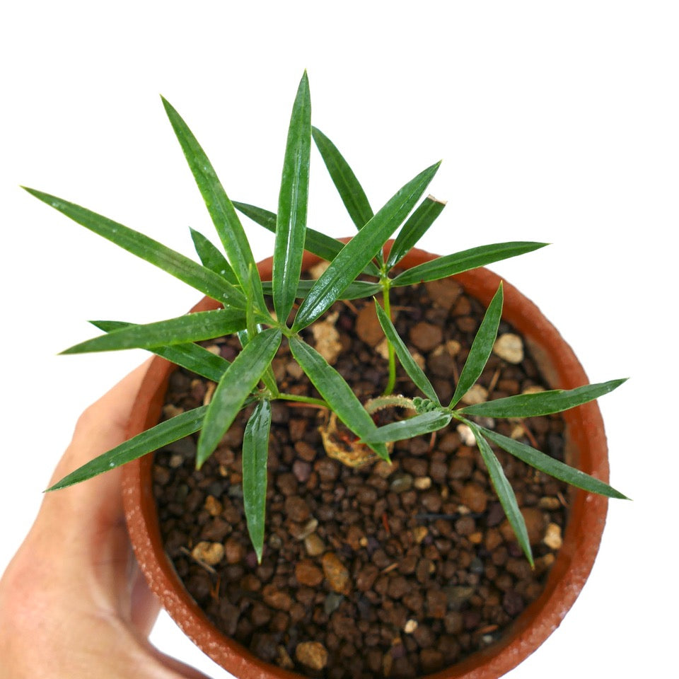 Cycas siamensis 2-3cm