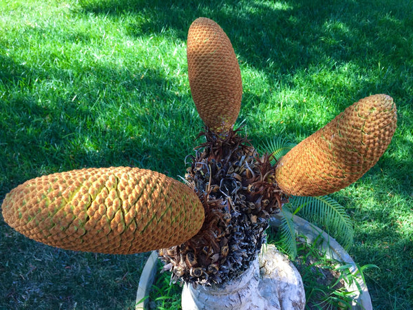 中型 ソテツ テラコッタ鉢 中型 ソテツ テラコッタ鉢