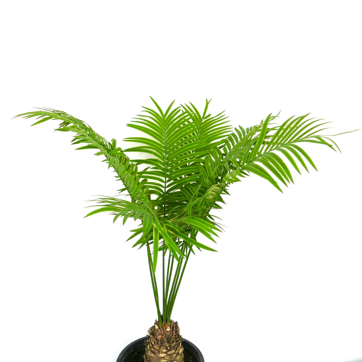Cycas silvestris green tropical cycad with feathery leaves and textured trunk in pot